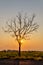 Silhouette Leafless tree at sunset with orange sky in background
