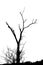 Silhouette of leafless Tree on White Background