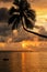 Silhouette of leaning palm tree at sunrise on Taveuni Island, Fiji