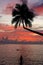 Silhouette of leaning palm tree and a woman at sunrise on Taveuni Island, Fiji