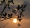 Silhouette of Leaves at Fort DeSoto