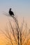 Silhouette of Lekking Black Grouse