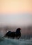 Silhouette of Lekking Black Grouse