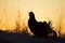 Silhouette of Lekking Black Grouse