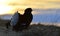 Silhouette of Lekking Black Grouse