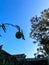 Silhouette a lemon with a dirty yellow skin from the dust that still hangs from the tree with dark green leaves