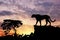 Silhouette of leopard