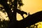 Silhouette of a leopard on a tree against the yellow sky at sunset. Sri Lankan.