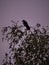 Silhouette-like perched crow, on the top branches of a birch tree, in early spring is a crow observing the environment, shown in