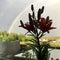 Silhouette of lily flowers in a vase against a gray sky and rainbow.