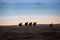 Silhouette of line up Snail group walking on timber on beach.