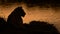 Silhouette of a lion next to a river in Savanna in Tanzania