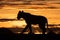 Silhouette of lioness crossing ridge at sunrise