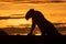 Silhouette of lioness getting up at sunrise