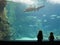 Silhouette of little girls watching a shark in a aquarium