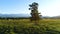 Silhouette of a lone barren tree on a hilltop against a surreal sunset sky. aerial slow motion 4k