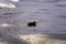 Silhouette of lone duck swimming in deep winter lake waters at s