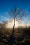 Silhouette of a lone tree in the light of a winter morning