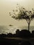 Silhouette of a lone tree among rocks in a beach during sunset