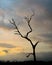 Silhouette lone tree under the evening sky