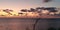 Silhouette of a lonely autumn tree by the sea against the evening sky.  Symbolic seascape.