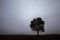 silhouette of a lonely growing tree against a cloudy sky