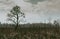 Silhouette of a lonely leafless tree in the jungle on a burnt land