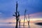 Silhouette lonely mangrove tree over stunning sunset background