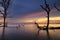 Silhouette lonely mangrove tree over stunning sunset background