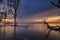 Silhouette lonely mangrove tree over stunning sunset background