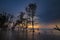 Silhouette lonely mangrove tree over stunning sunset background