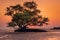 Silhouette of Lonely Tree in The Sea Coast at Sunset, Natural Scenery of Seascape, Landscape, Horizon and The Beach