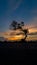 Silhouette lonely tree during sunset