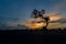 Silhouette lonely tree during sunset