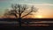 Silhouette lonely tree sunset sun the nature landscape beautiful red brown