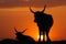 Silhouette of long horn bull and cow on sunset