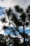 Silhouette of long pine needles on a background of blue sky with clouds. Louisiana, USA