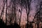 Silhouette of lumberjack or feller in evening between trees, professional in cutting down trees