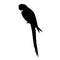 Silhouette of macaw parrot sitting