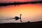 Silhouette of a majestic swan peacefully gliding on a tranquil pond at sundown