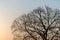 The silhouette majestic tree with idyllic sunset at dusk and clear sky background. Silhouette of dark tree branches at sunrise