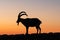 Silhouette of male goat on a rock