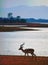 Silhouette of a male Impala standing on the shoreline of Lake Kariba with the mountains in the background, Zimbabwe