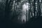 Silhouette of man in dark haunted woods on foggy Halloween night