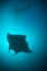 A silhouette of a manta ray