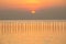 Silhouette of Many seagulls are flying in the sky and perched on the logs of the sea