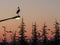 Silhouette of marabou stork at sunset