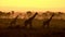 Silhouette of a Masai giraffes against a blurred view of savanna at sunset