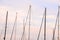 Silhouette Masts