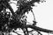 Silhouette of mating chaffinch birds, Fringilla coelebs